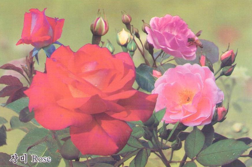 Rose (장미) (DPR Korea)