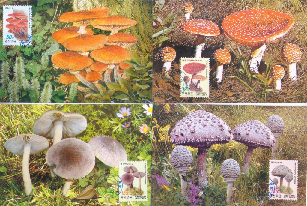 Mushrooms (set of four) (Maximum Cards) (DPR Korea)