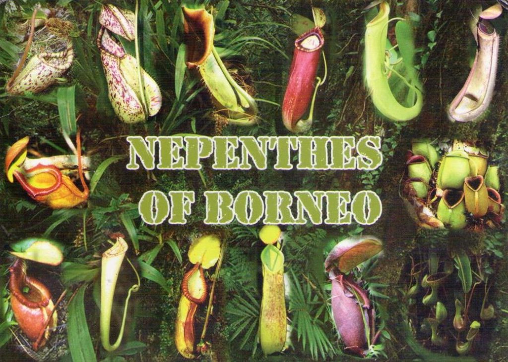 Nepenthes of Borneo (Malaysia)