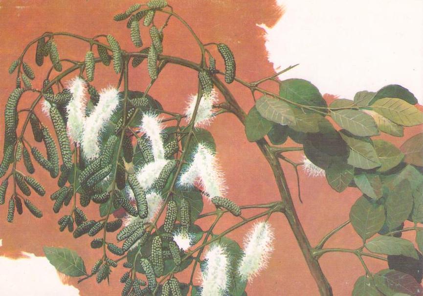 40 Anos da Sociedade Botanica do Brasil – Mimosa caesalpiniifolia Benth
