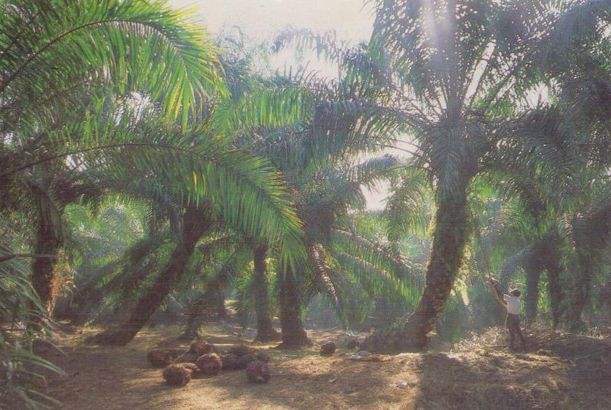 Oil Palm Plantation (Malaysia)