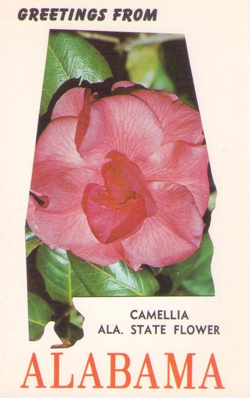 Greetings from Alabama – Camellia (USA)