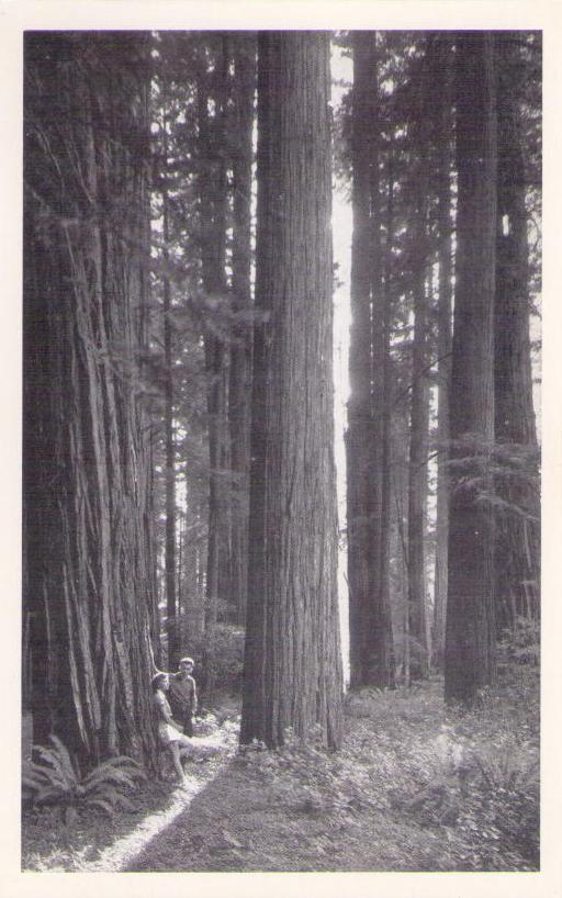 Giant Redwoods (California)