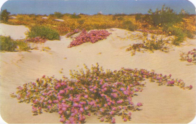 Desert Verbenas on the Sand Dunes (USA)