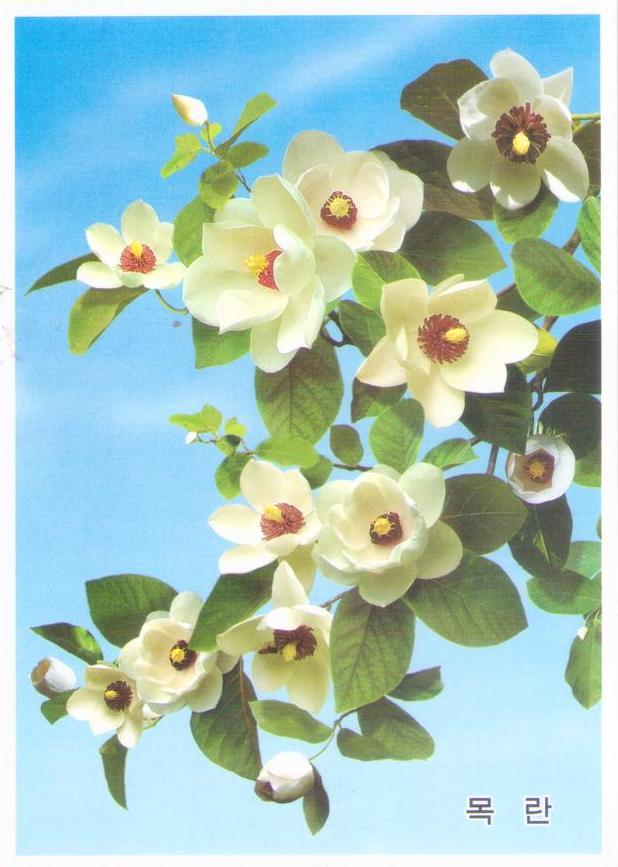 Magnolia (DPR Korea)