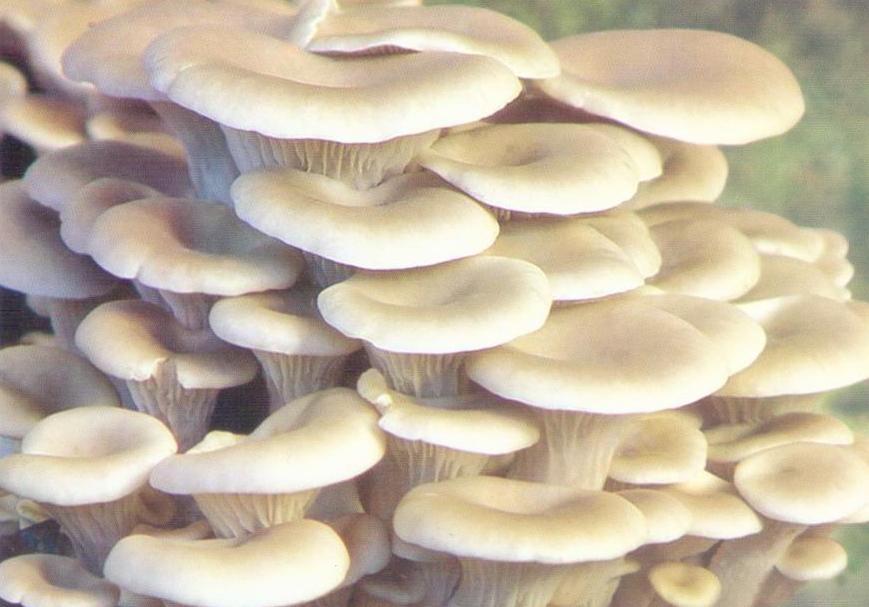 Mushrooms (DPR Korea)