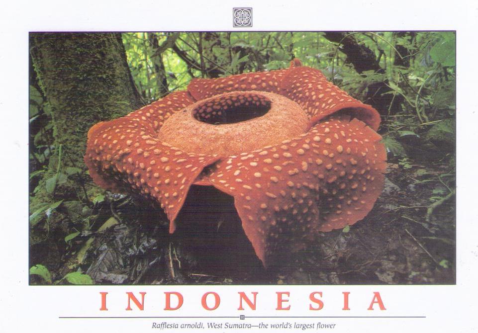 West Sumatra, Rafflesia arnoldi (sic) (Indonesia)