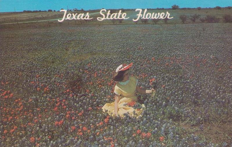 Texas State Flower, Blue Bonnet (sic)