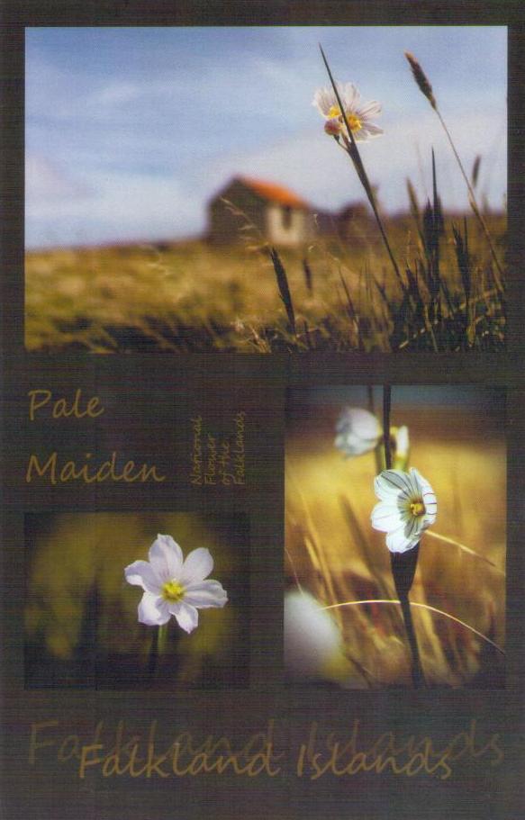 Pale Maiden – three views (Falkland Islands)