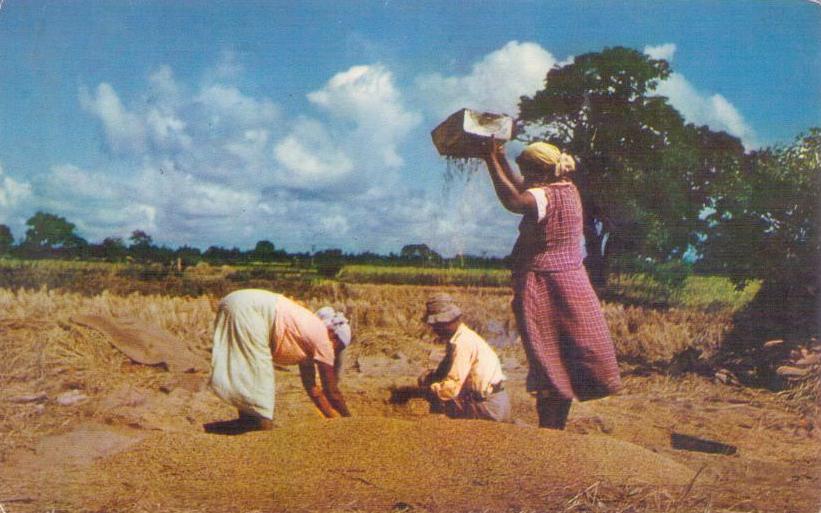 Rice Winnowing (Trinidad)
