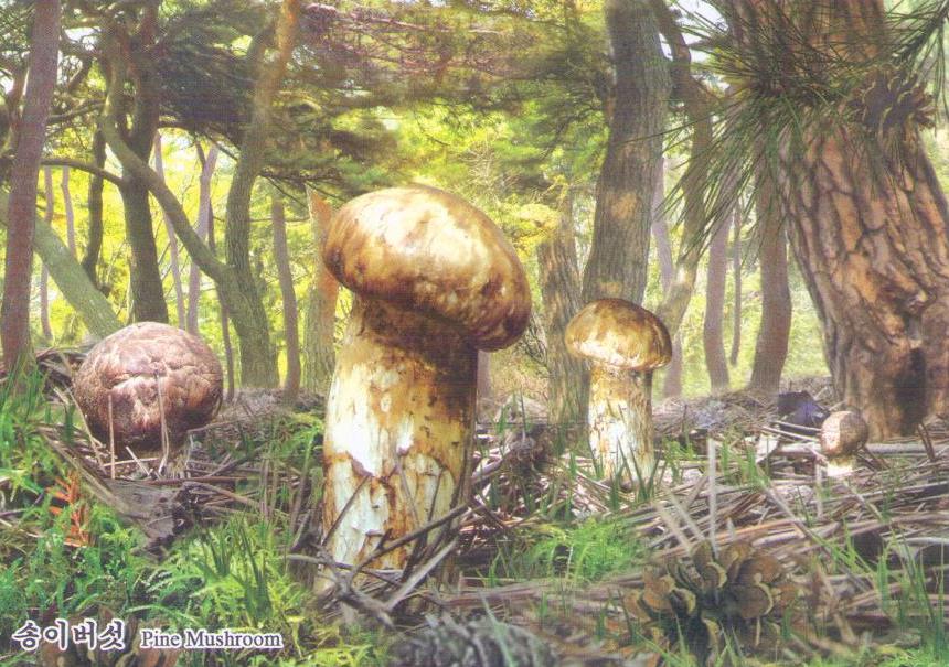 Pine Mushroom (DPR Korea)