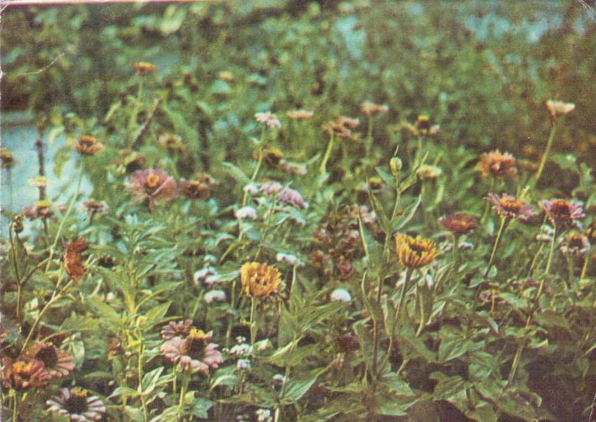 Wildflowers (Albania)