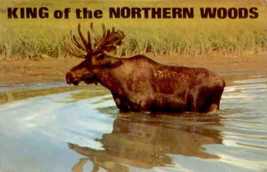 Noelville, Bull moose, greetings (Ontario)