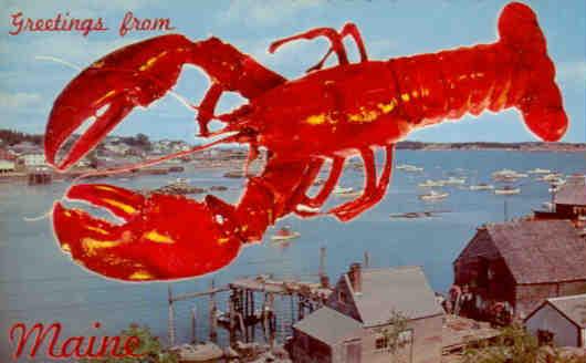 Maine lobster