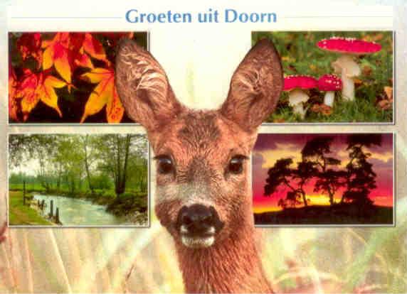 Groeten uit Doorn (Netherlands)