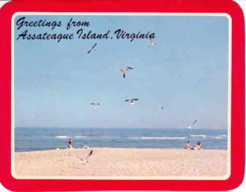 Greetings from Assateague Island (Virginia)