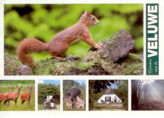 Groeten van de Veluwe (national park) (Netherlands)