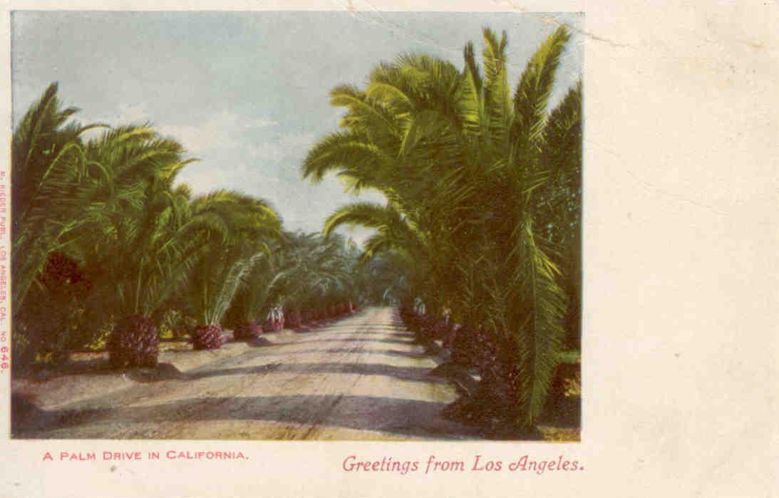 Greetings from Los Angeles, A Palm Drive in California