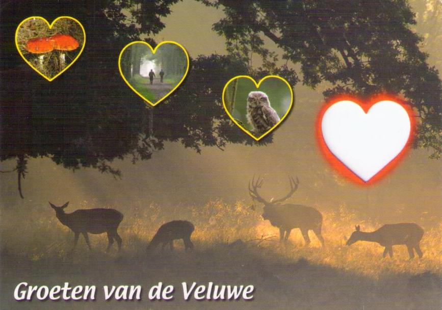 Groeten van de Veluwe (Netherlands)