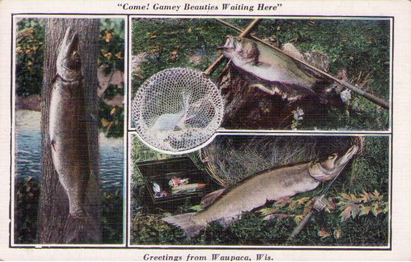 Greetings from Waupaca, “Come! Gamey Beauties Waiting Here” (Wisconsin, USA)