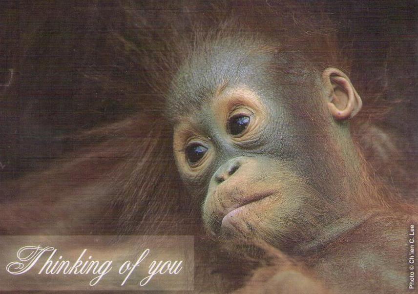 Thinking of you – orangutan, the Red Ape (Sabah, Malaysia)