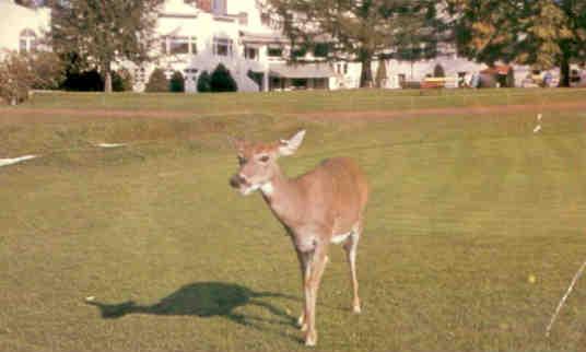 Shawnee Inn, Jill the deer (Shawnee-on-Delaware, PA)