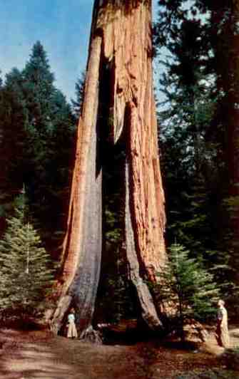 Yosemite National Park, Clothespin tree (USA)
