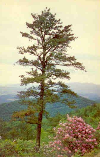 Shenandoah National Park, pine tree and azalea (Virginia)