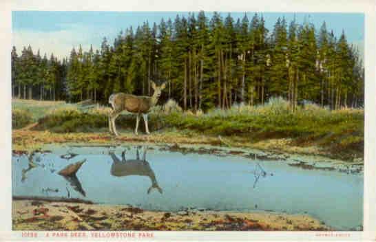 Yellowstone Park, a Park Deer (USA)