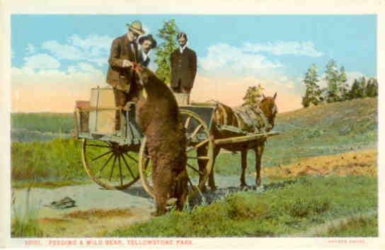 Yellowstone Park, Feeding a Wild Bear (USA)