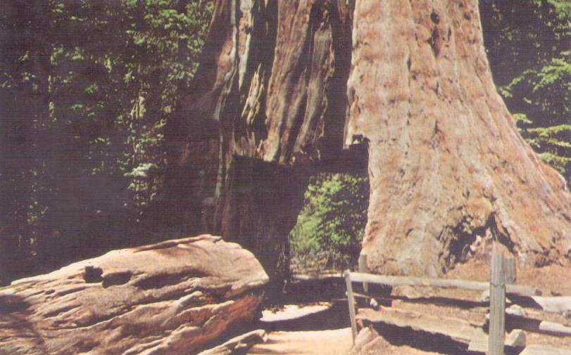 Calaveras Big Trees State Park (California)