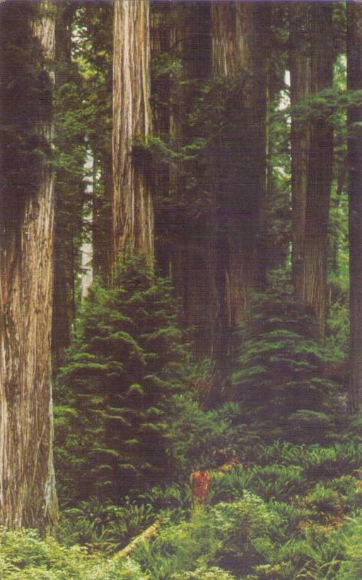 Jedediah Smith Redwoods State Park (California)