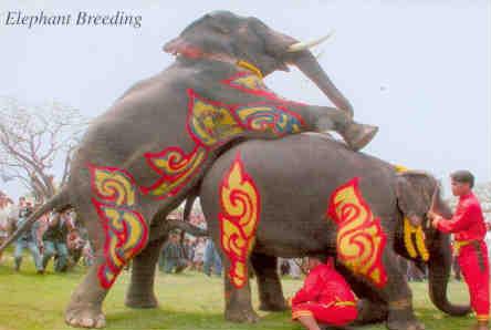 Elephants breeding