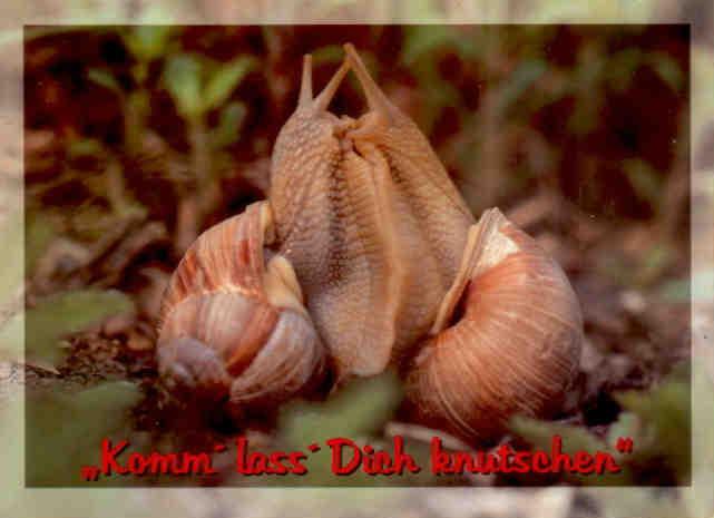 “Komm’ lass’ Dich knutschen” snails (Germany)
