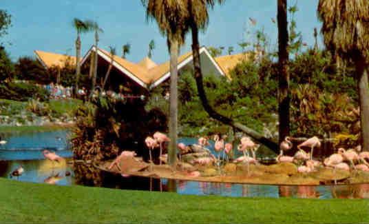 Busch Gardens flamingos, Tampa (Florida)