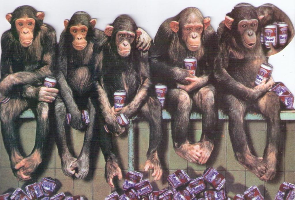 Monkeys and beer (USA)