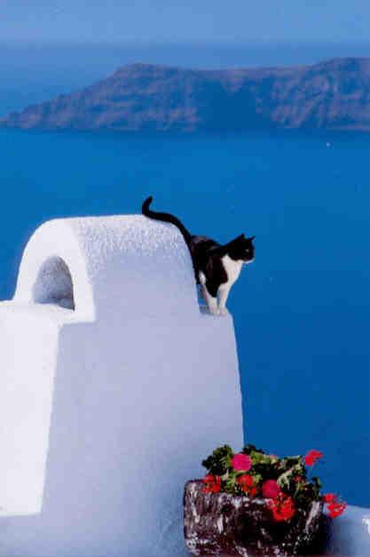 Cat on roof (Greece)