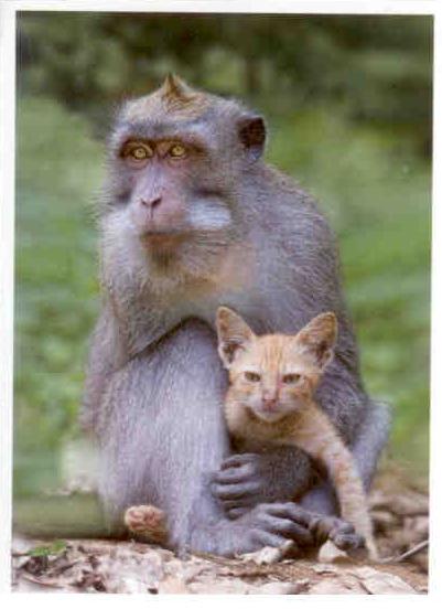 Monkey and kitten