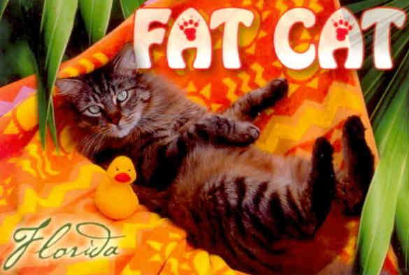 Fat Cat (Florida, USA)