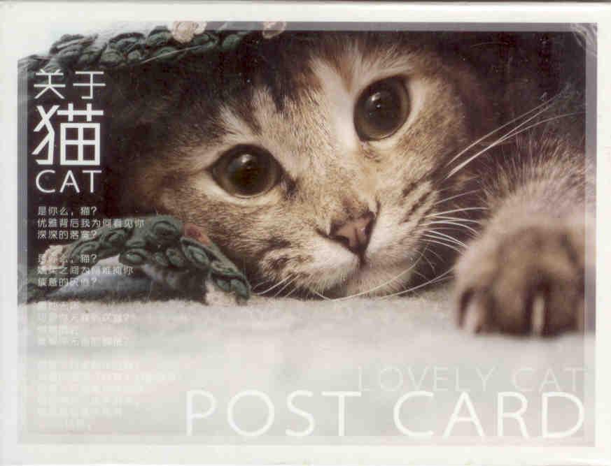 Lovely Cat Post Card (set) – front (China)