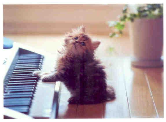 Kitten at keyboard