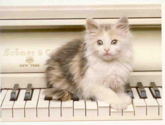 Kitten on Sohmer keyboard
