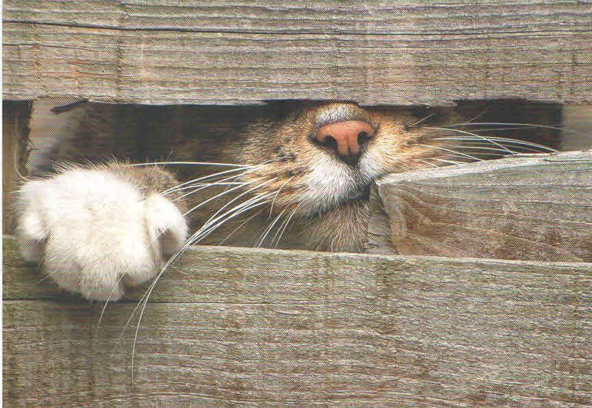 Cat through fence