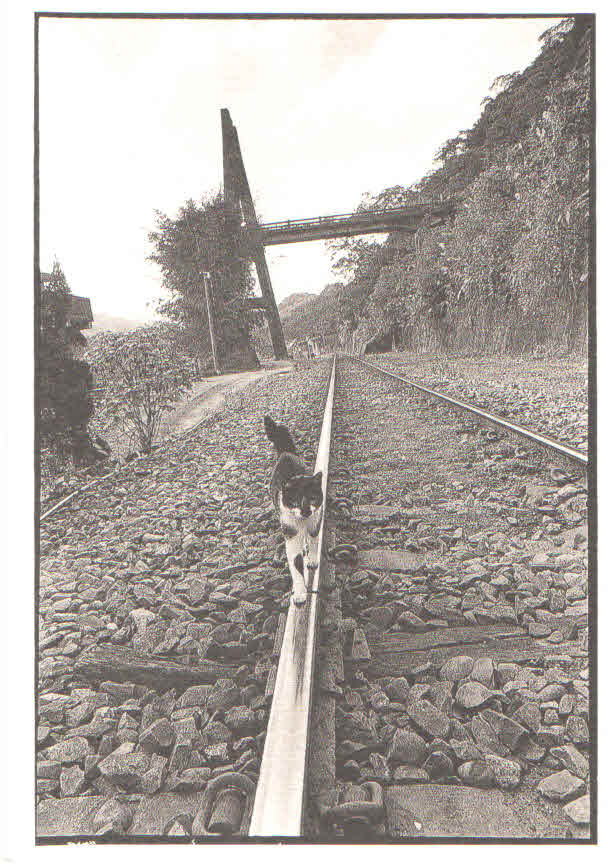 Cat on train track (Taiwan)