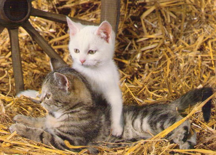 Kittens in straw