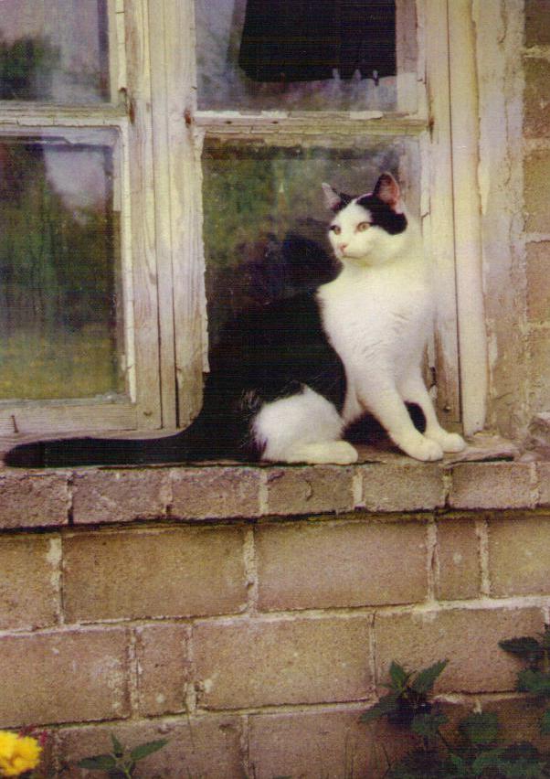 Cat on window