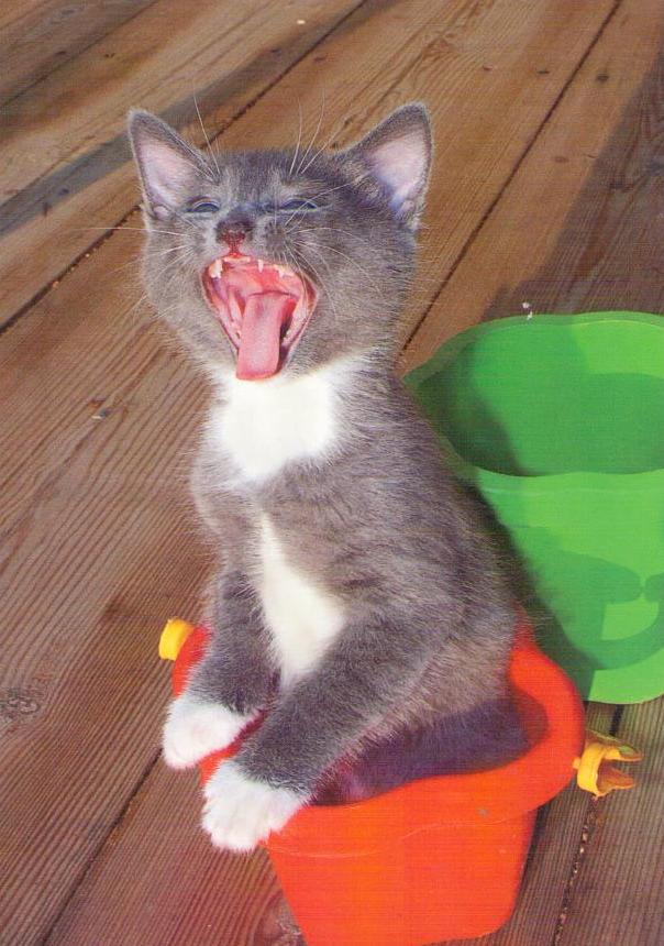 Kitten in red bucket (Belarus)