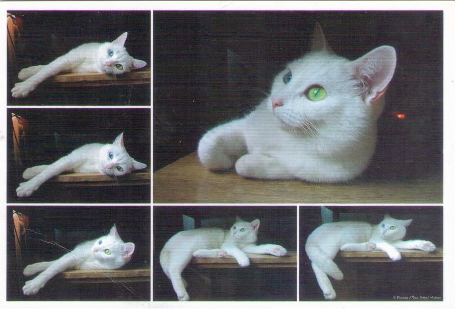 White cat, multiple (Russia)