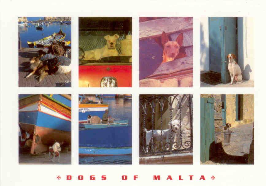 Dogs of Malta