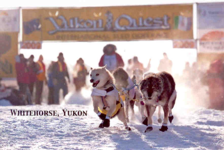 Yukon Quest, Whitehorse (Canada)